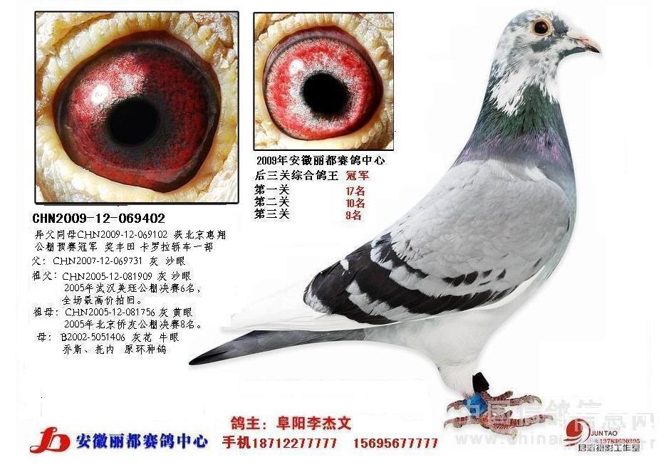 丽都鸽王 402_安徽李杰文兄弟_ ag188.com爱鸽商城_中国信鸽信息网
