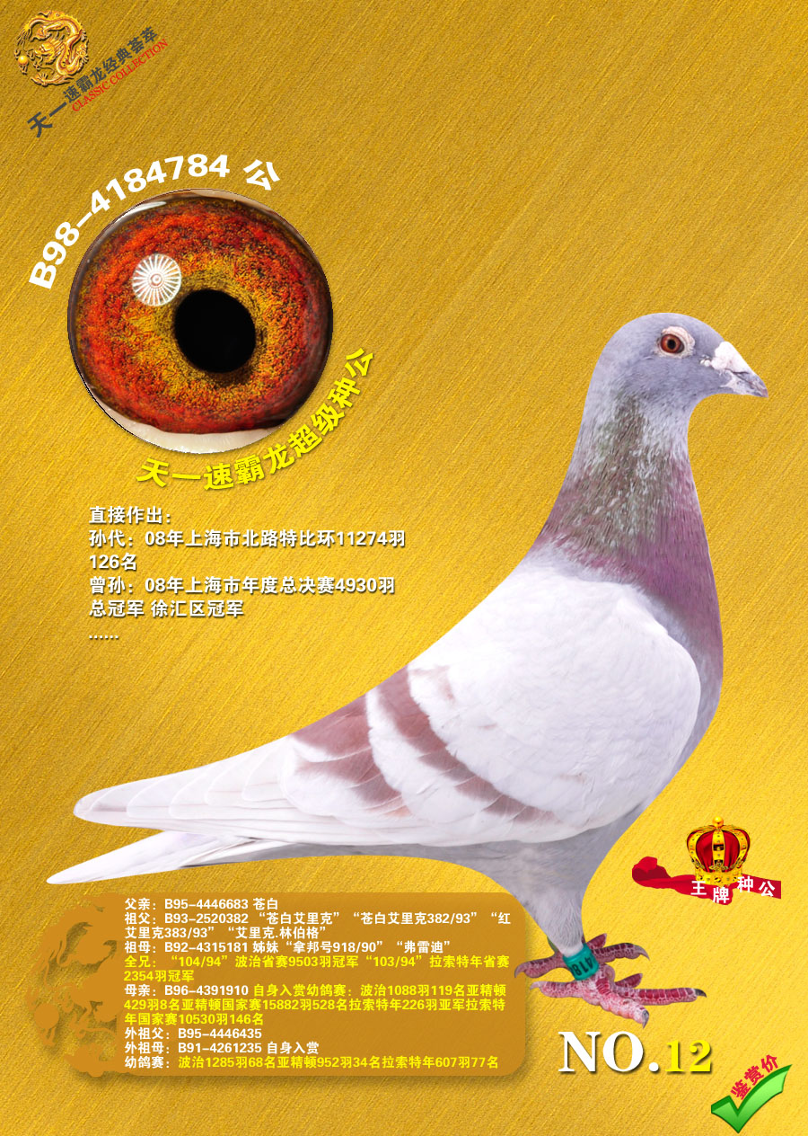 帝卢速霸龙最著名种鸽图片