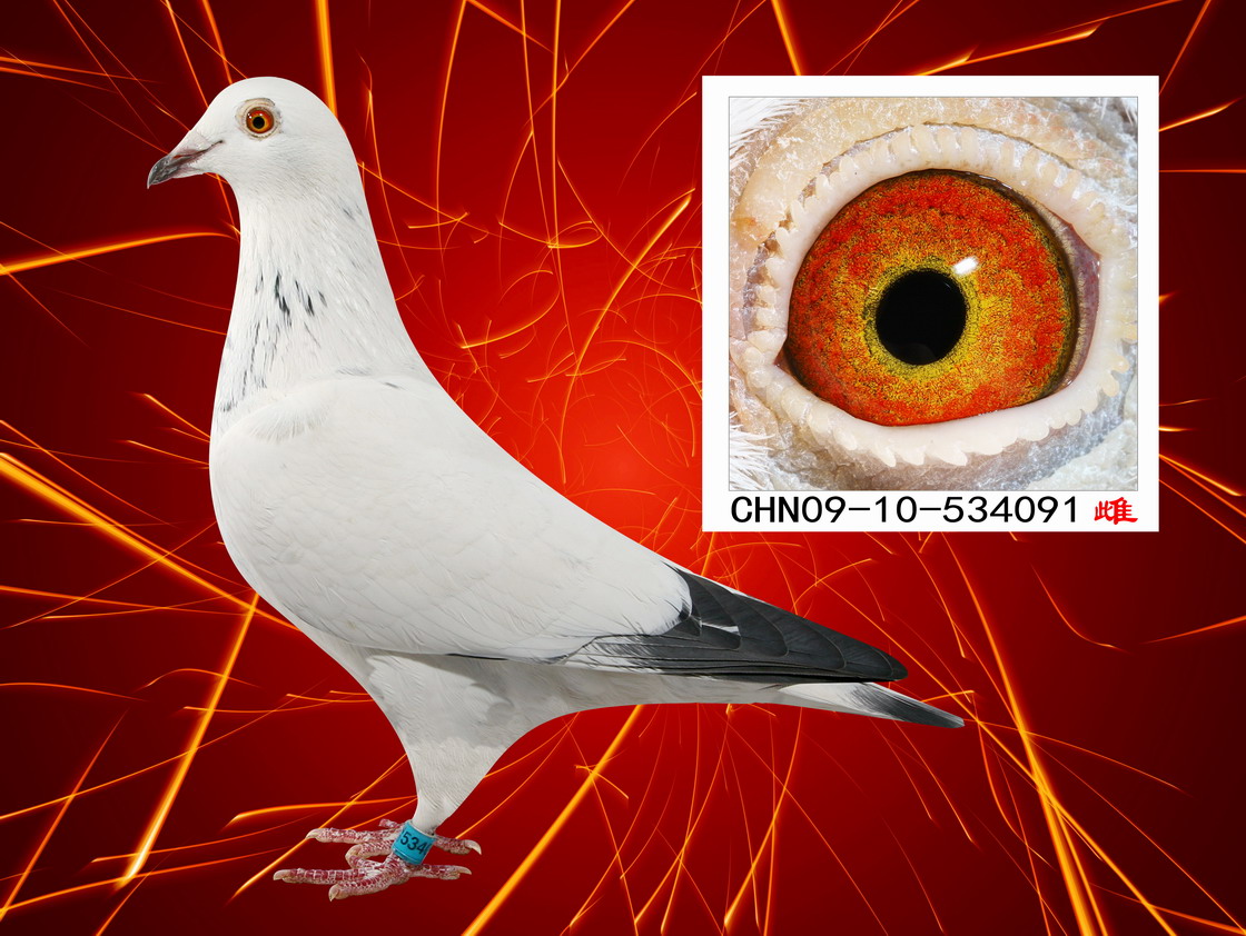 "苍白神奇号"_南京恒顺鸽业_ag188.com爱鸽商城_中国信鸽信息网