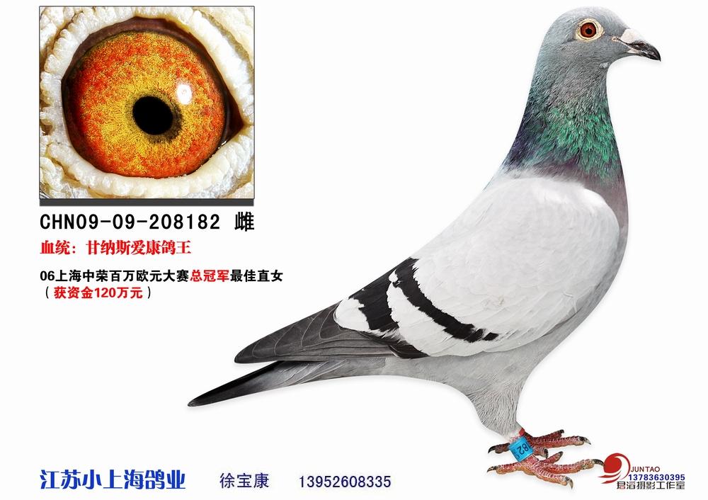 06年中荣决赛总冠军直女_江苏小上海鸽业_ag188.