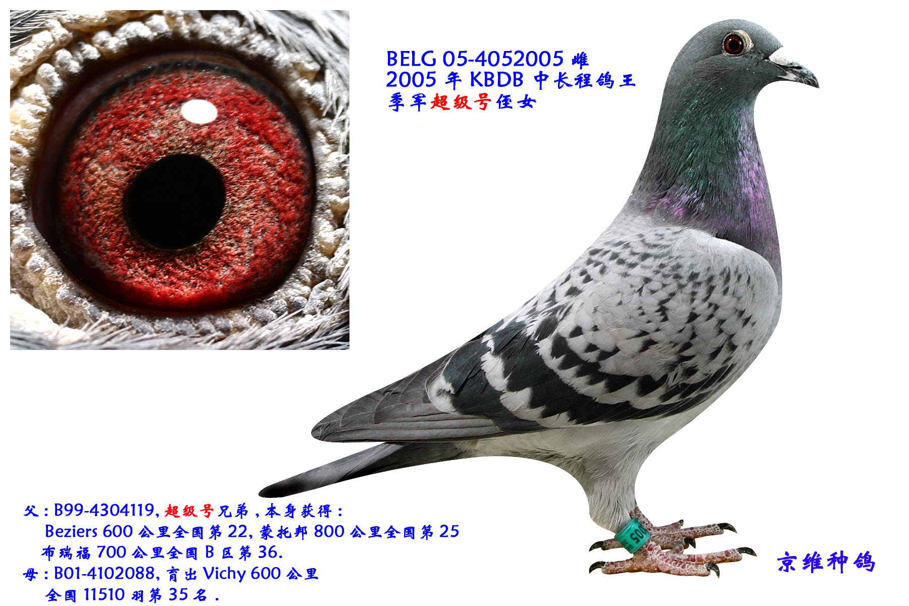 北京金鹏鸽业种鸽图片
