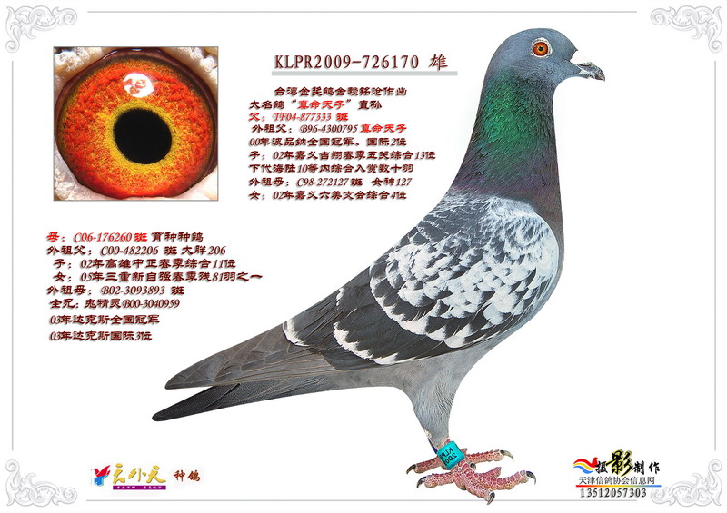 信鸽特征