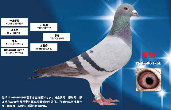 劳拉_中翔-中信网爱鸽商城