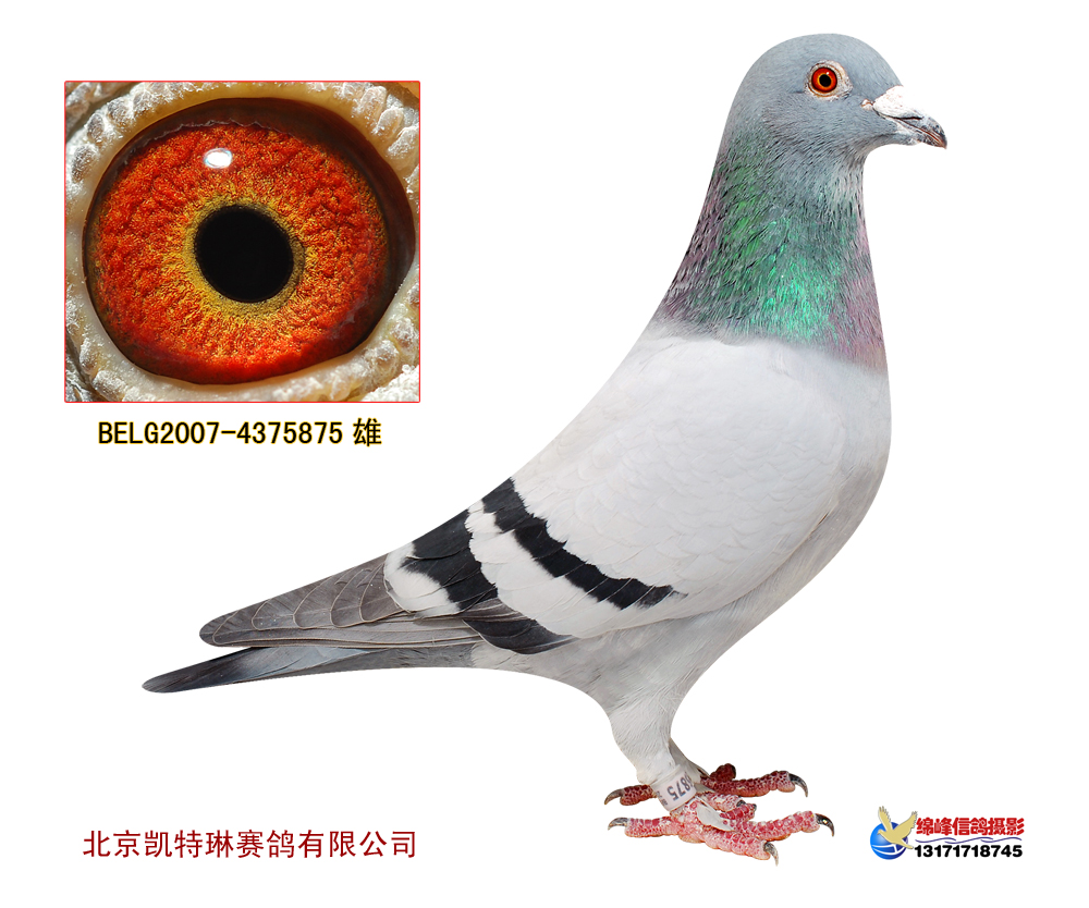 毛腿9号_凯特琳赛鸽_ ag188.com爱鸽商城_中国信鸽信息网