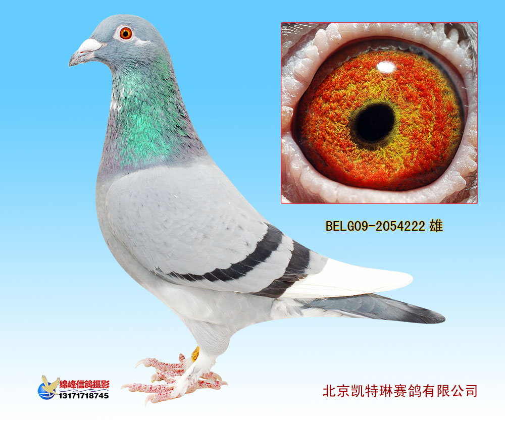 小毛腿号_凯特琳赛鸽_ ag188.com爱鸽商城_中国信鸽信息网