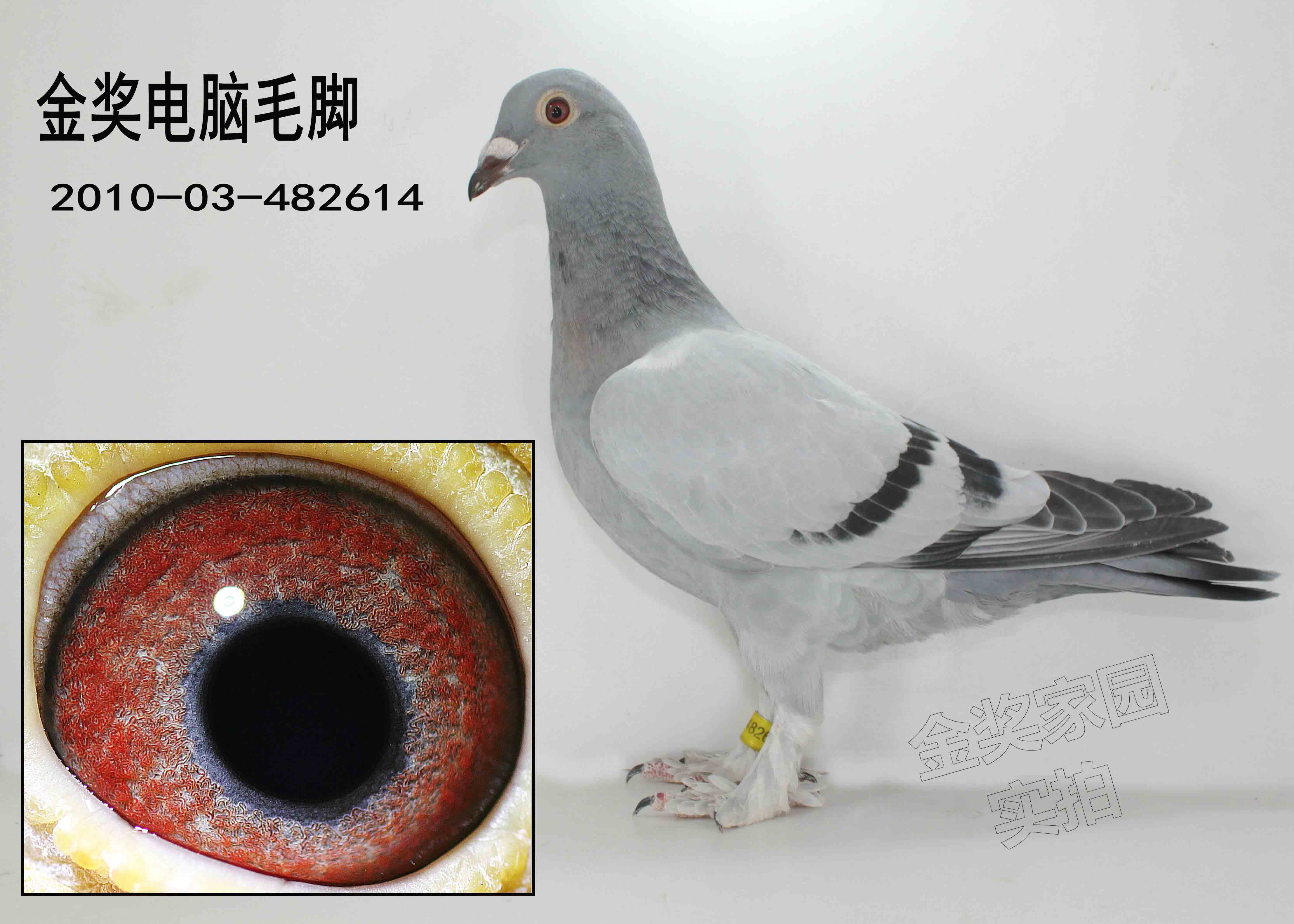 com爱鸽商城_中国信鸽信息网