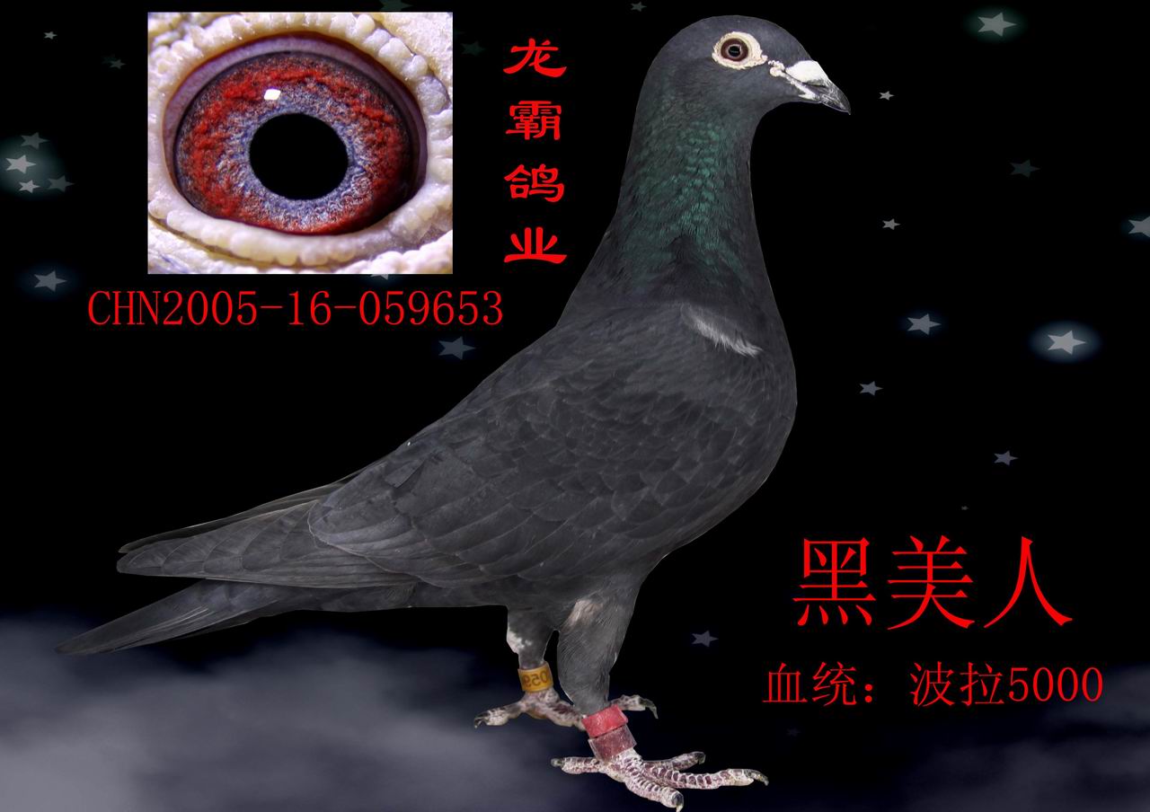 chn2005-16-059653