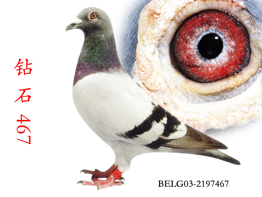 钻石王老五直孙467_湖北九龙鸽苑_ ag188.com爱鸽商城_中国信鸽信息网