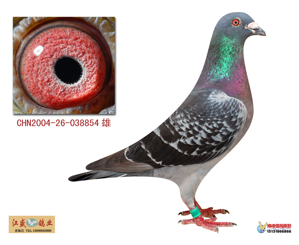 彼得米卫"乔普号"直孙