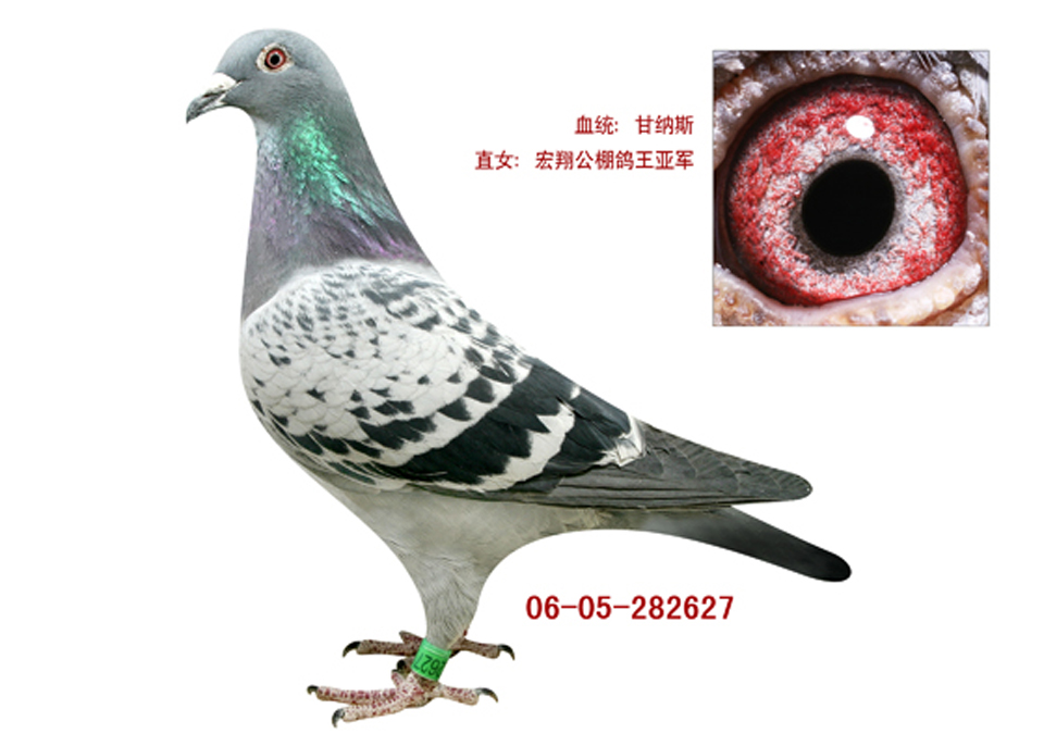 甘纳斯627_包头永翔-中信网爱鸽商城