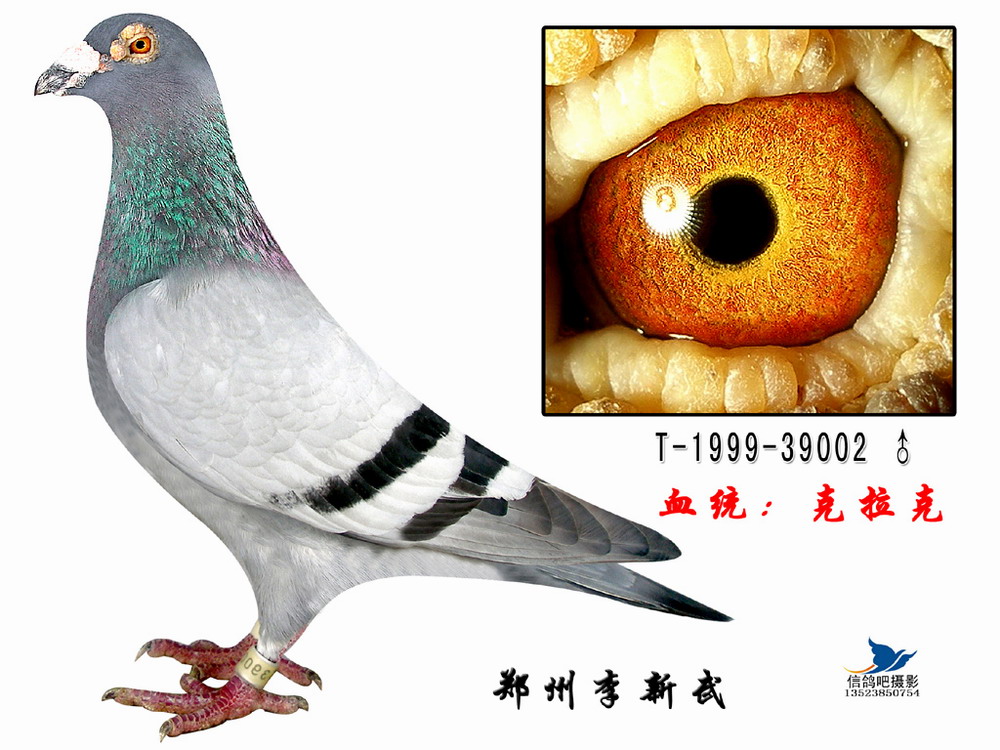 克拉克_河南黑马鸽舍_ ag188.com爱鸽商城_中国信鸽信息网