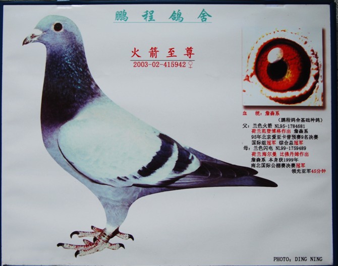 火箭至尊_鹏程火箭大本营_ ag188.com爱鸽商城_中国信鸽信息网