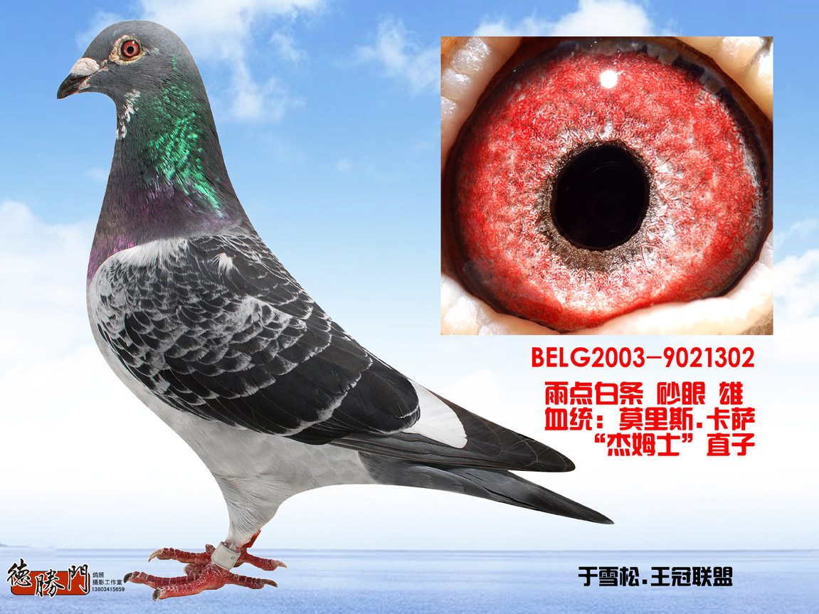 卡萨-亚精顿全国冠军"杰姆士"直子!