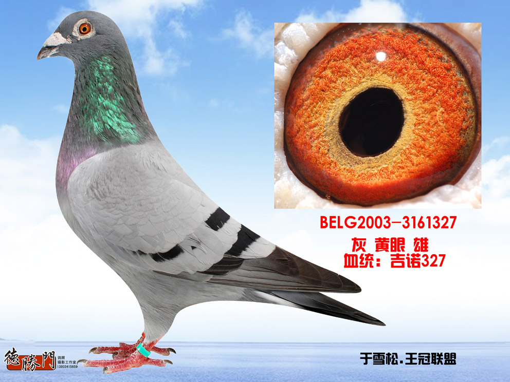 吉诺-超级种雄罗伯特直子!