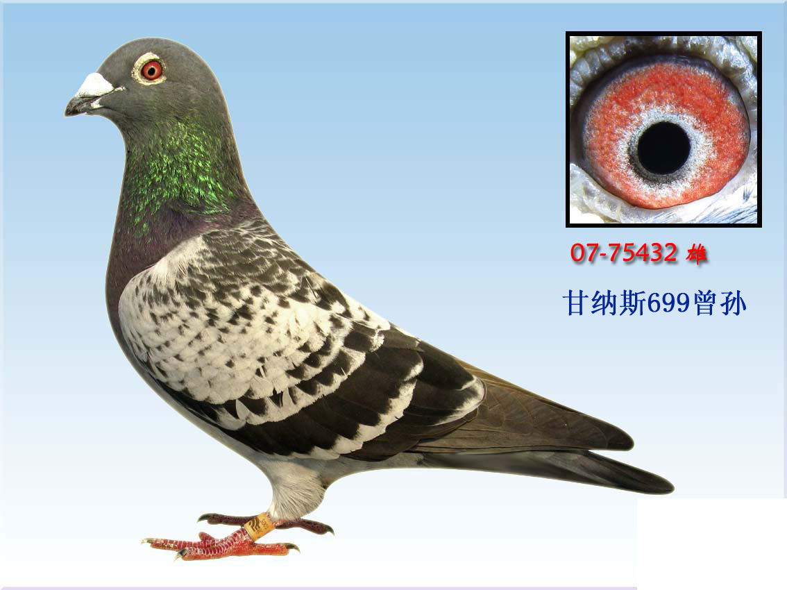 甘纳斯奥林匹克699曾孙