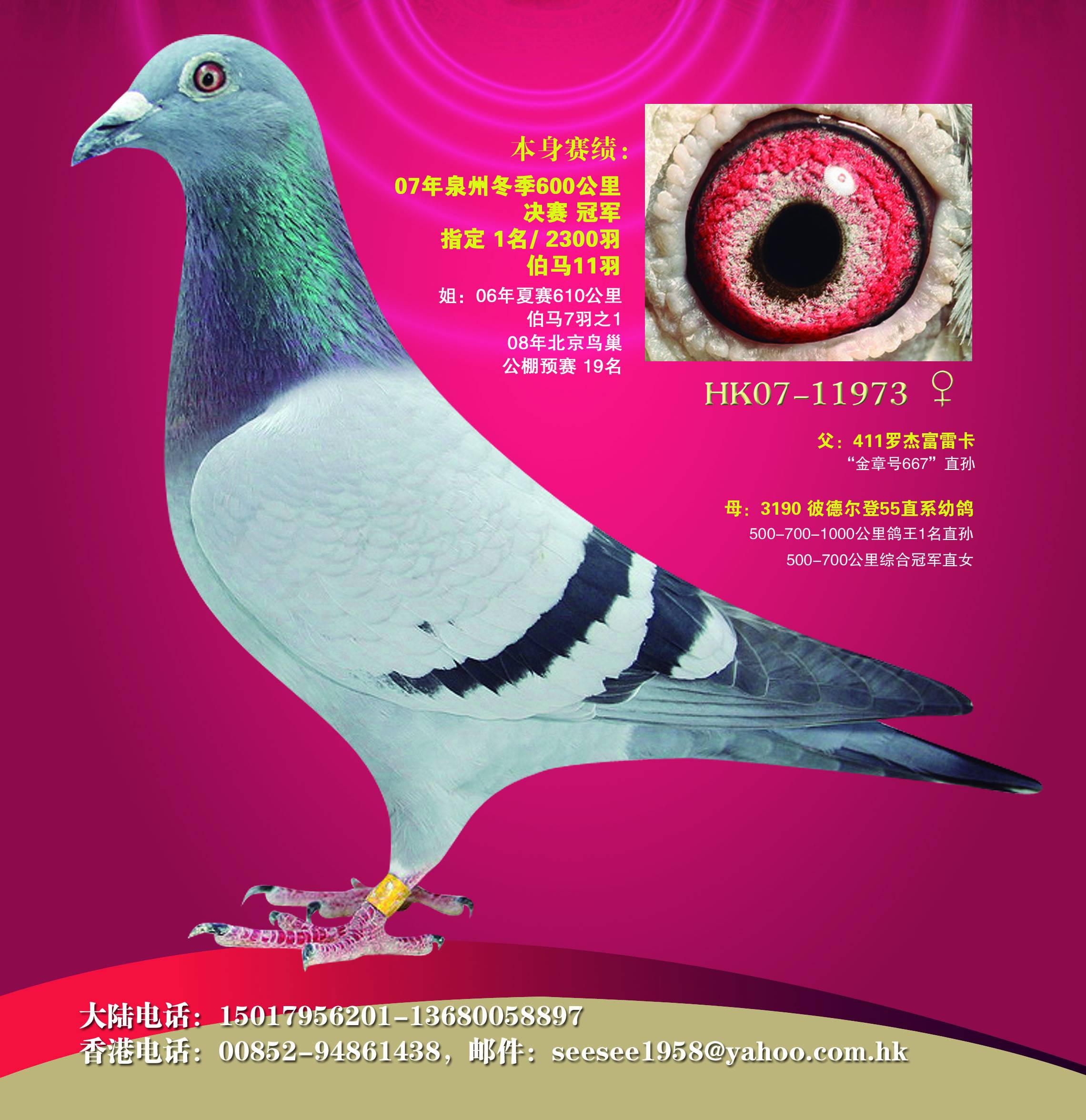 施健杰2-29_香港施健杰_ag188.com爱鸽商城_中国信鸽信息网