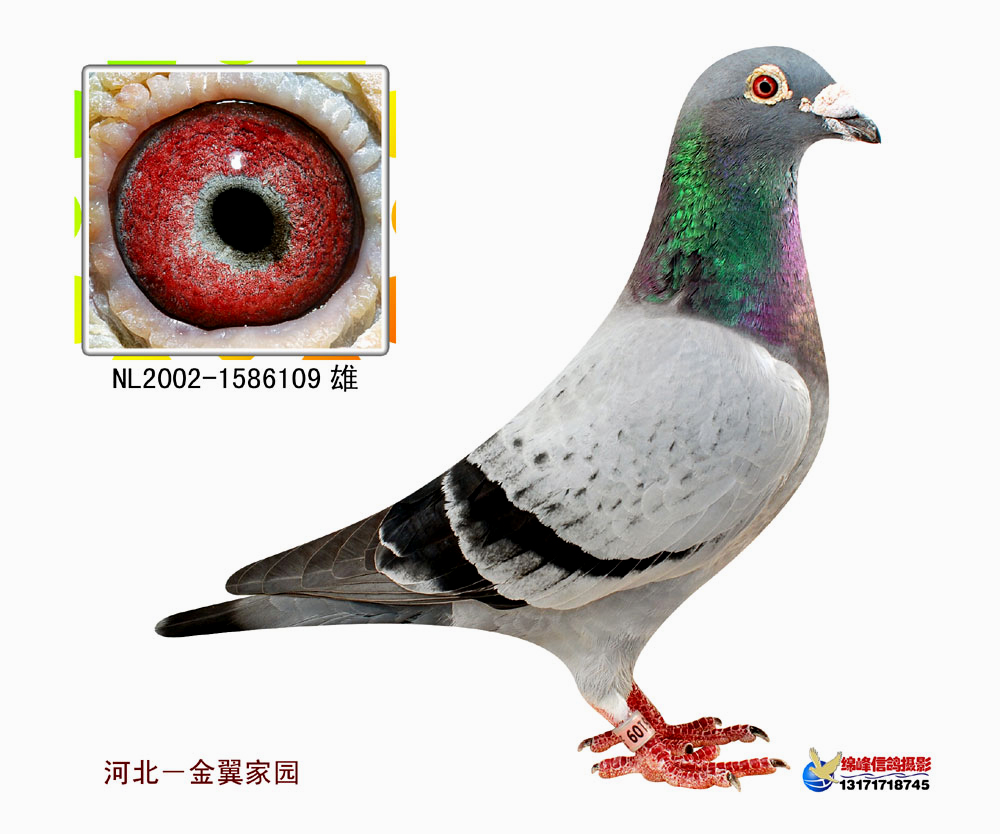 灰阿贝利斯号_金翼家园_ag188.com爱鸽商城_中国信鸽信息网