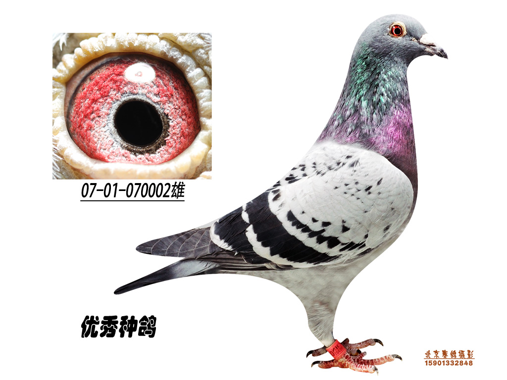 07-01-070002_北京李明亮鸽舍-中信网爱鸽商城