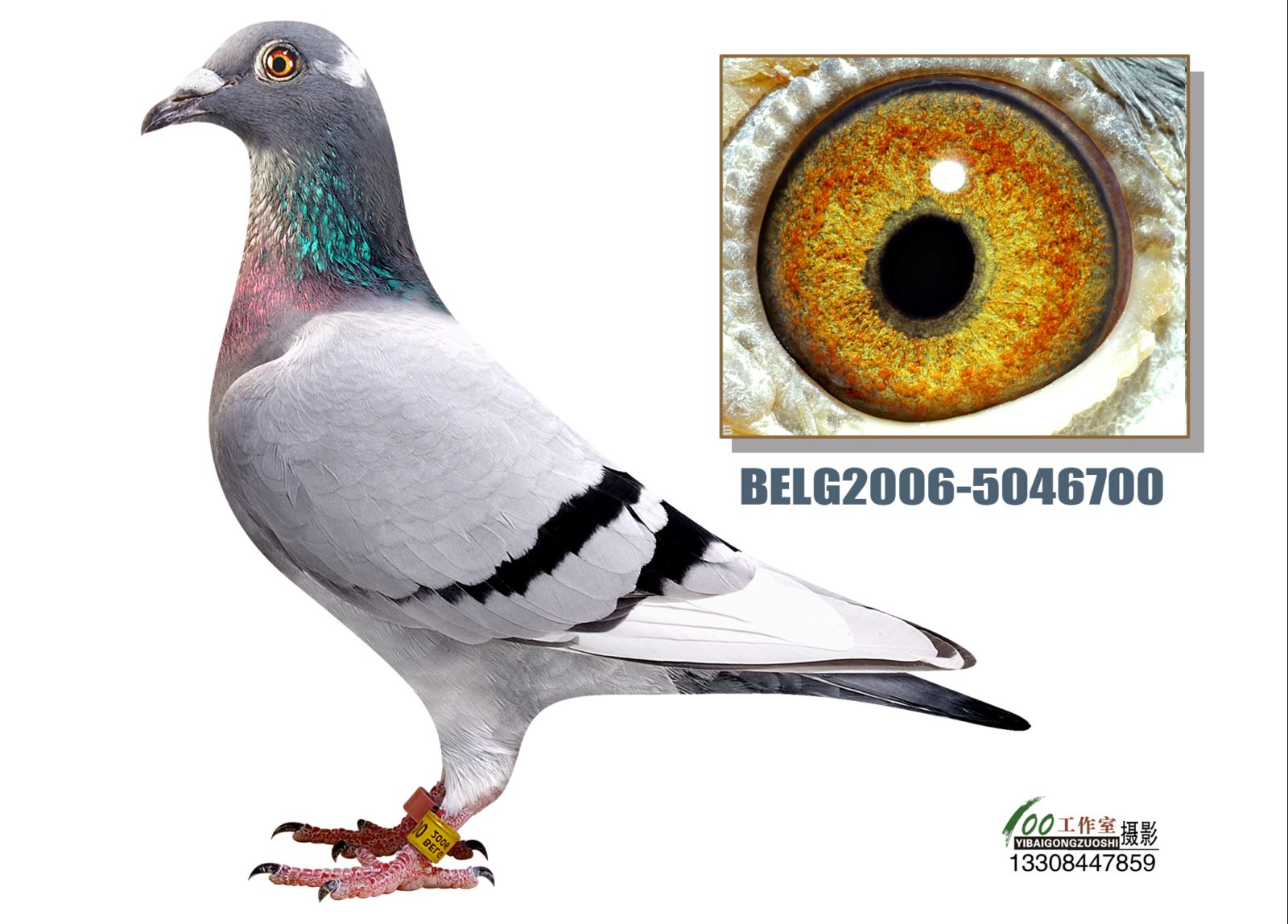 超级336女孩(super336 girl)灰白条雌