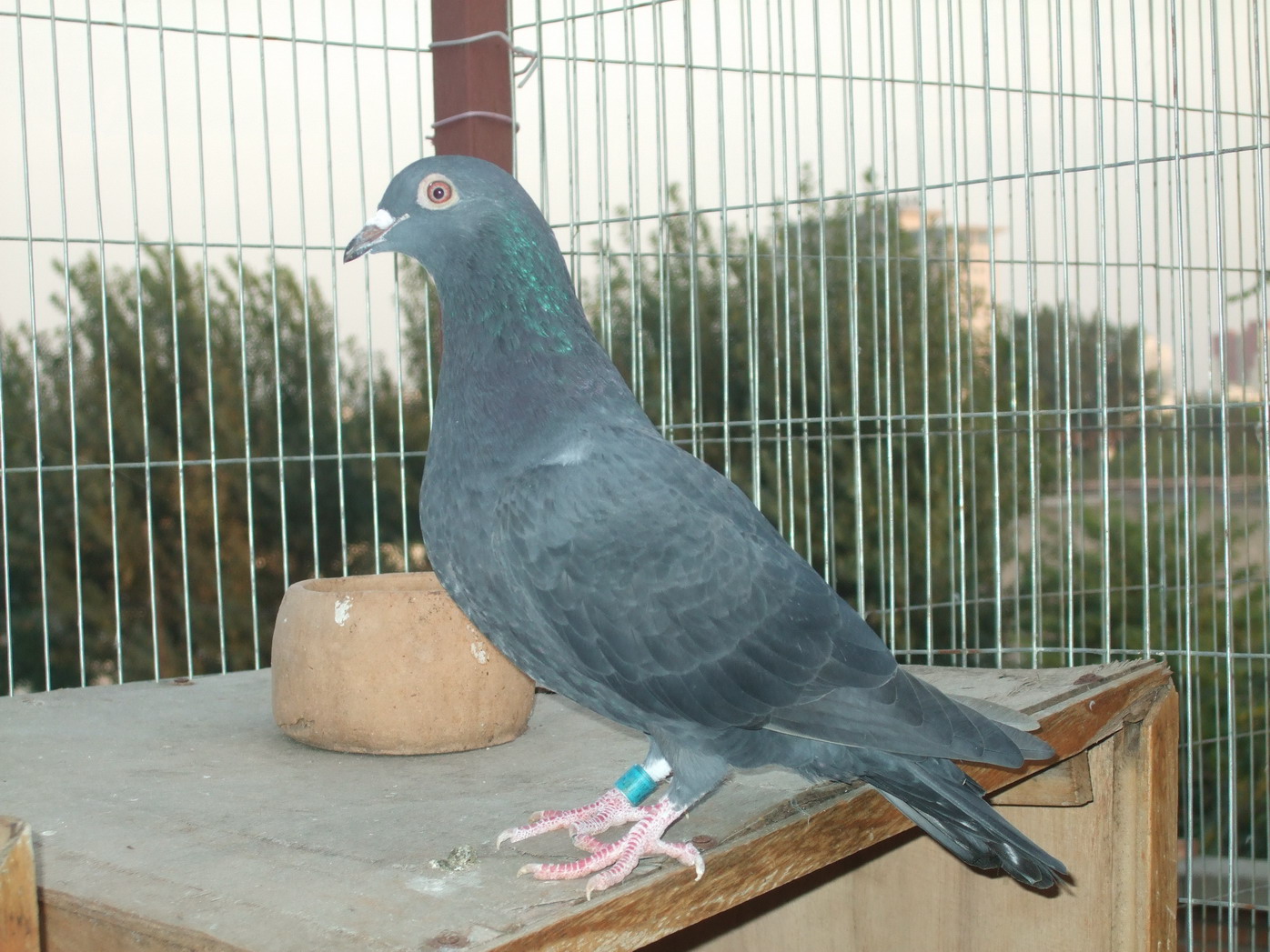 王者之王对凡龙