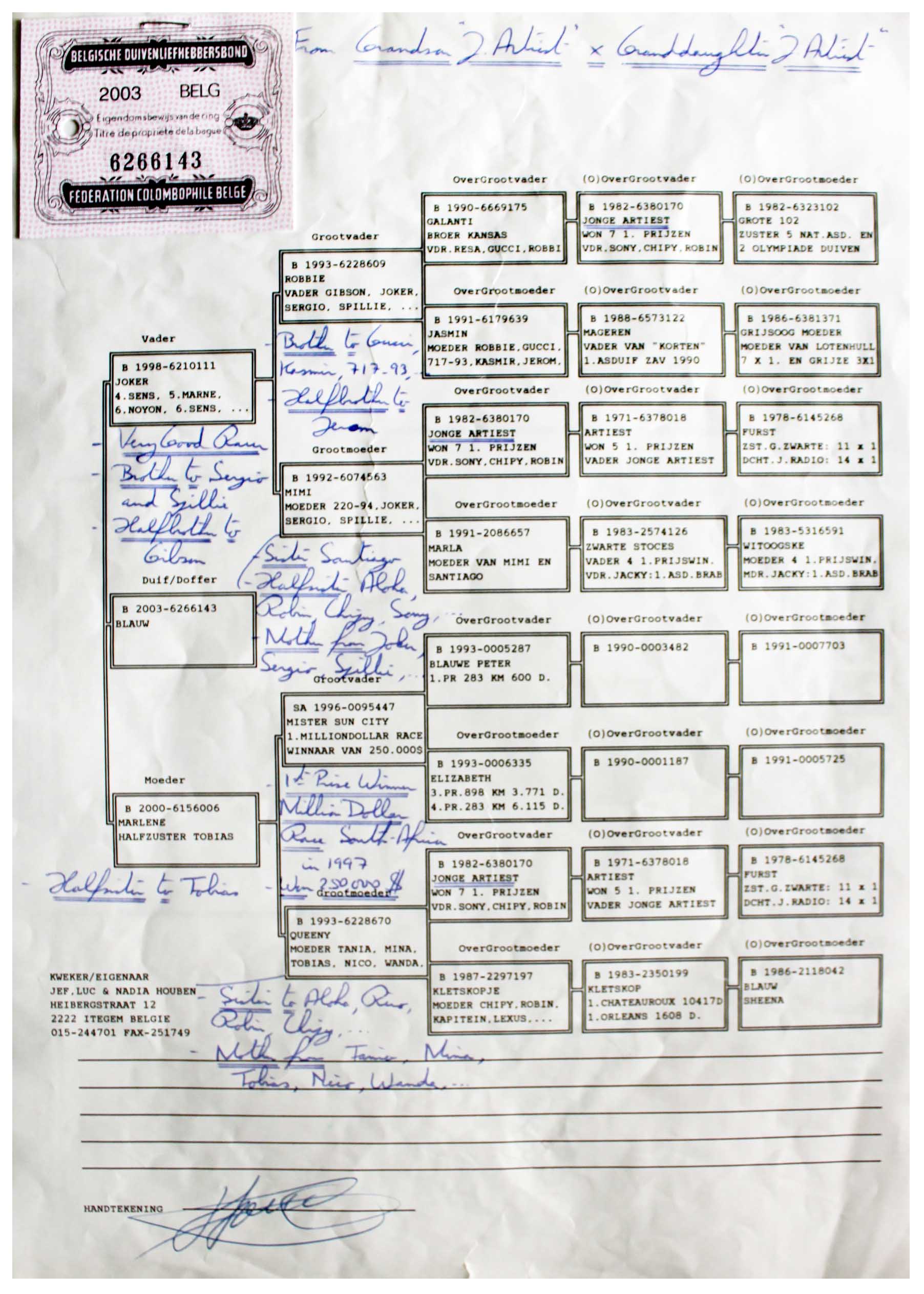 胡本原舍 约克配玛丽直子(绝版种鸽)已售