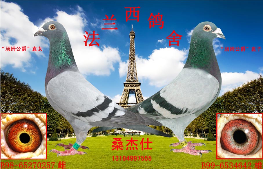 凡瑞特"汤姆公爵"最高代直子,直女