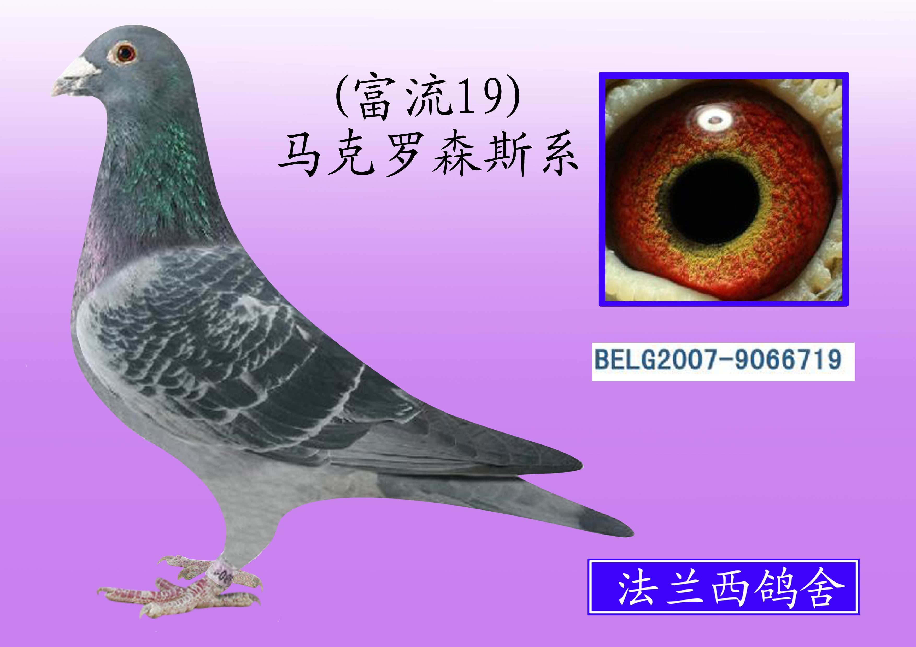 马克罗森斯(富流19) 719
