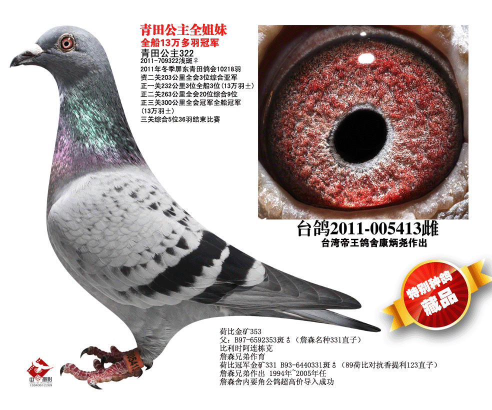 帝王青田公主322_台湾帝王鸽舍-中信网爱鸽商城