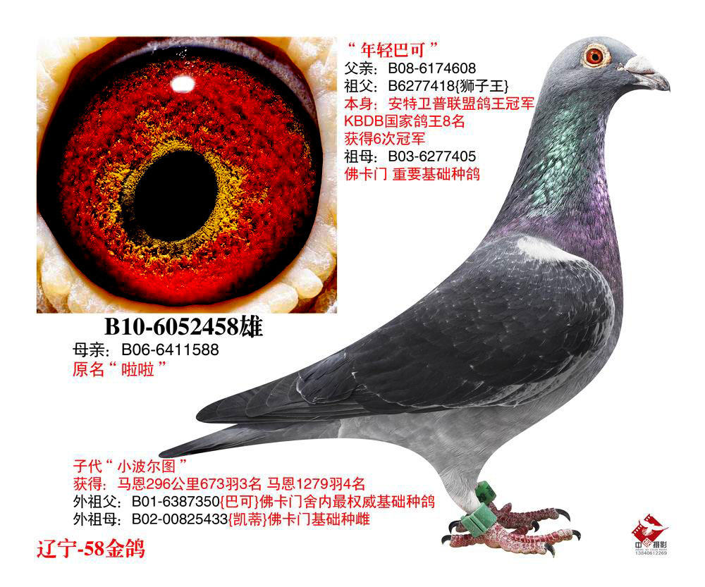 乔斯佛卡门"白色幽灵"电流多重近亲_58金鸽_ ag188.