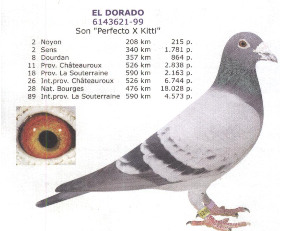 乔丹(胡本原舍种鸽)