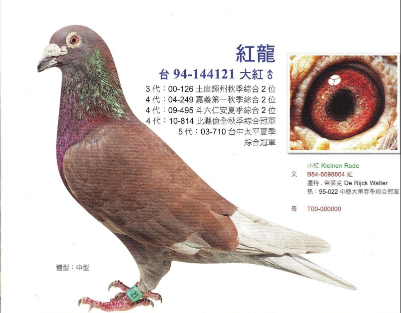 北路健将