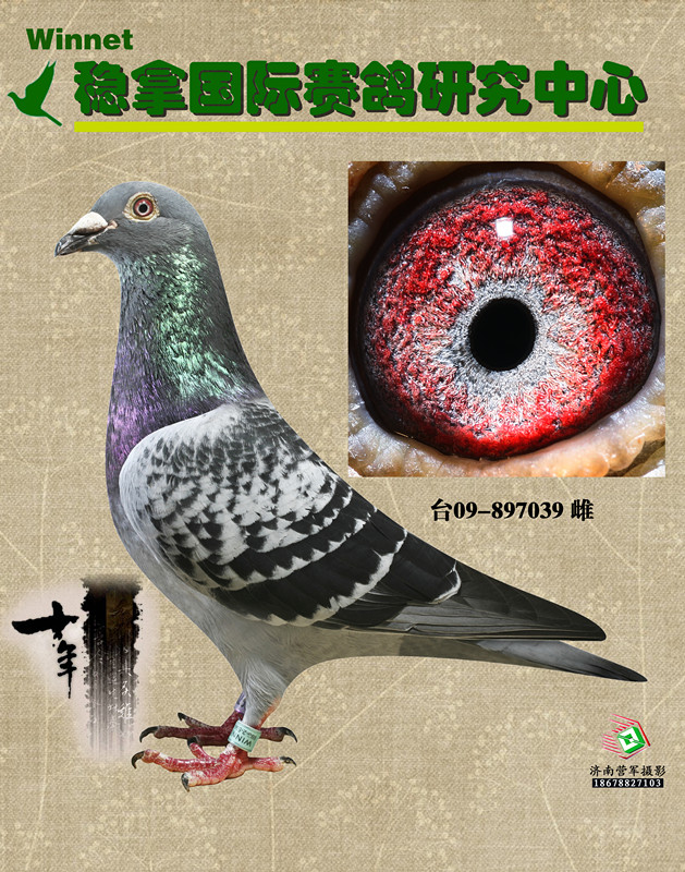 稳拿马克罗森斯