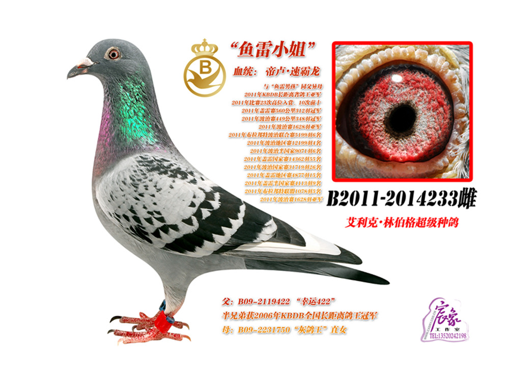 您要找的北京万军鸽舍展厅服务时间已到期