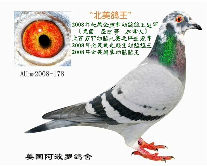 芬尼卡5000--北美鸽王