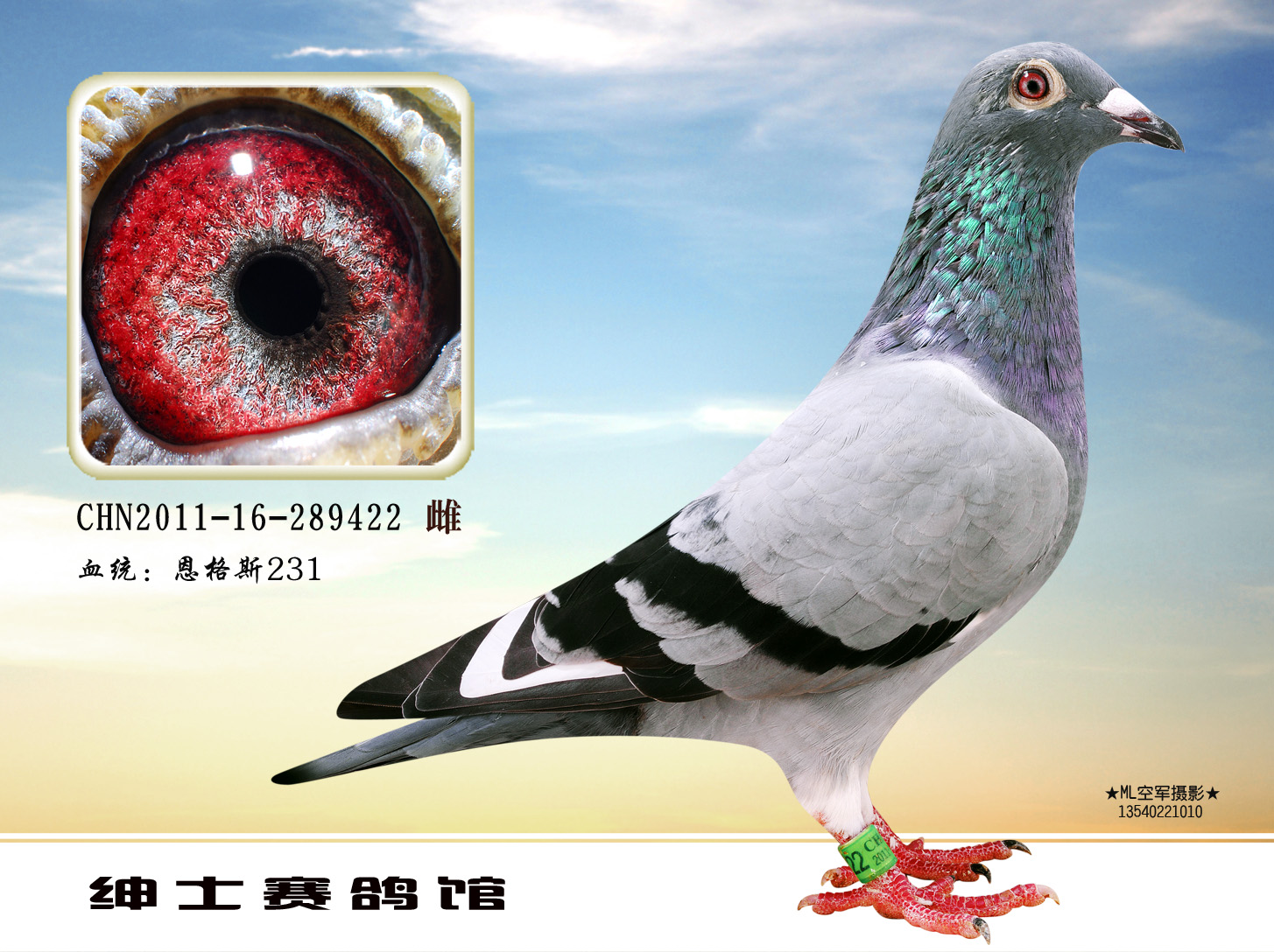 恩格斯231_绅士赛鸽馆_ ag188.com爱鸽商城_中国信鸽信息网