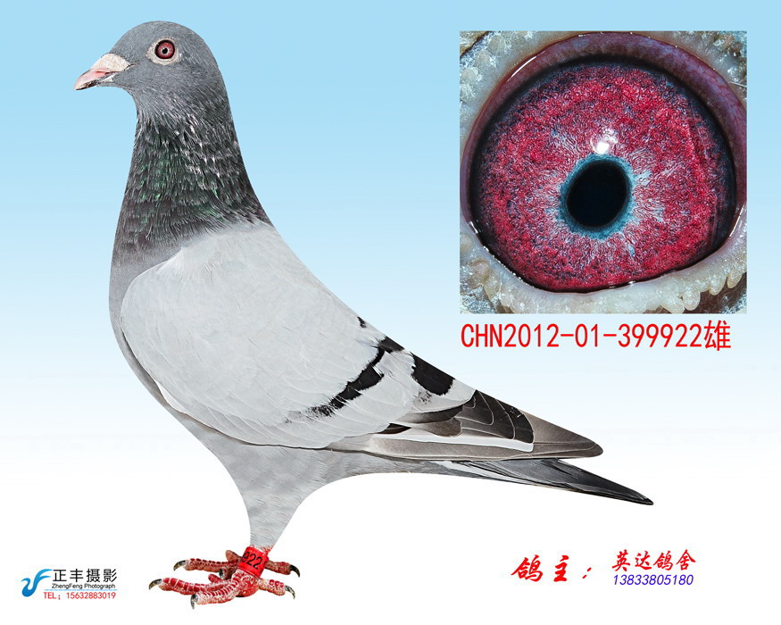 林波尔_衡水英达鸽舍_ag188.com爱鸽商城_中国信鸽信息网