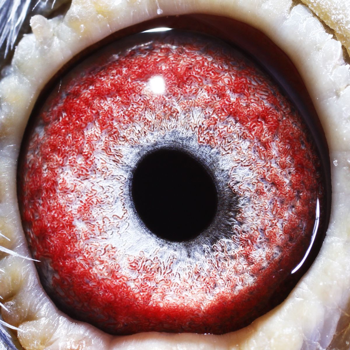 雁翔300公里冠军父亲                羽 色: 灰                 