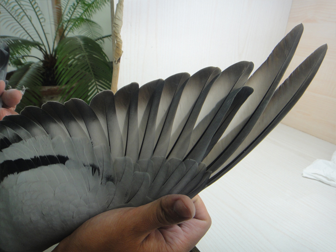 胡本原舍-年轻091已售