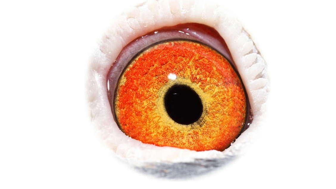 白腹号直孙眼睛