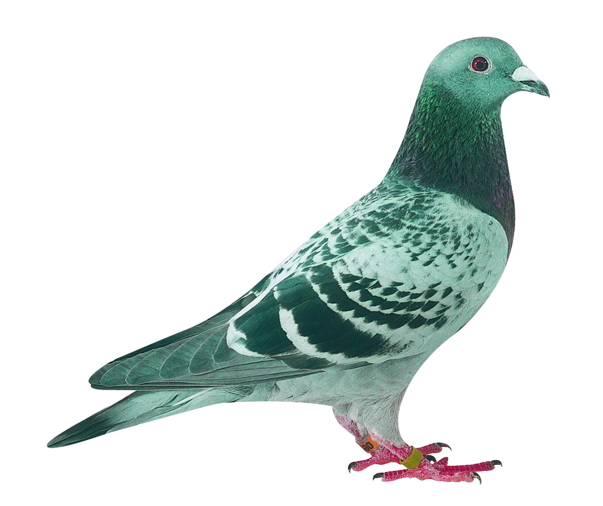 风华绝代—阿瑞斯伊娥直女