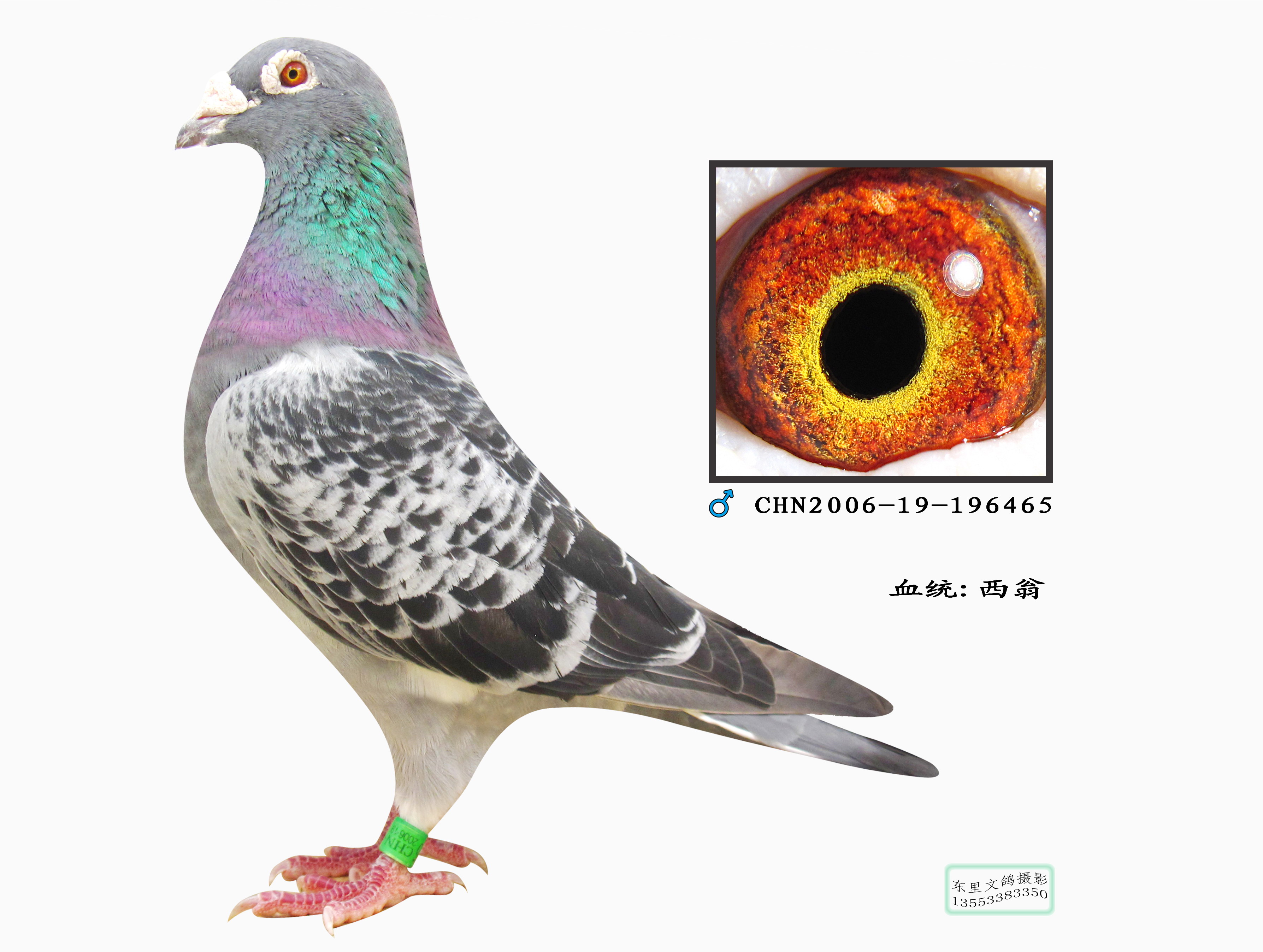 台湾松榜猛翔鸽业