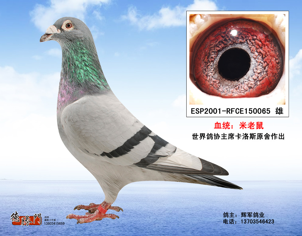 本舍种鸽_辉军鸽业铭鸽展厅_ ag188.com爱鸽商城_中国信鸽信息网