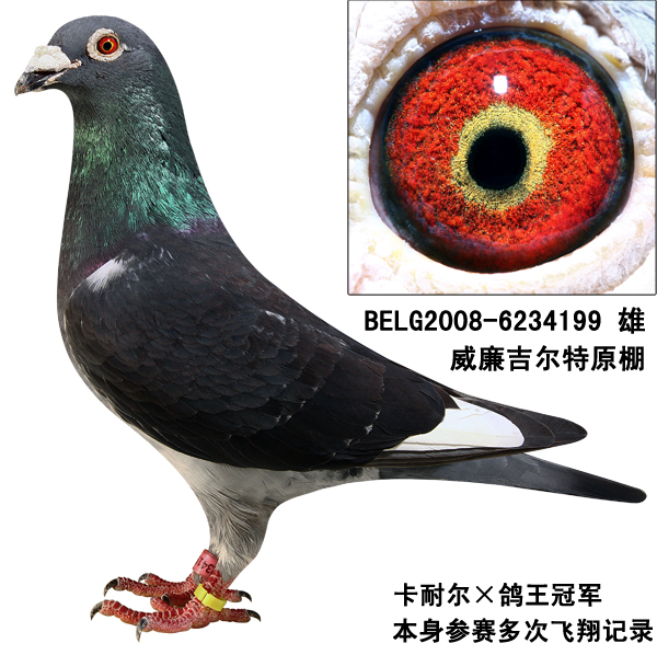 威廉199
