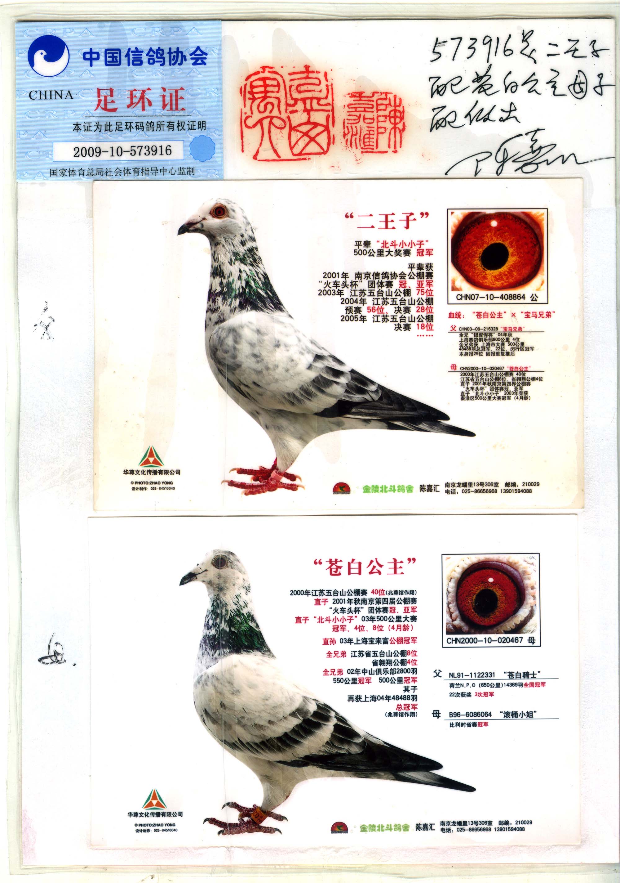 "苍白玉女"兆尊馆"苍白骑士"直系