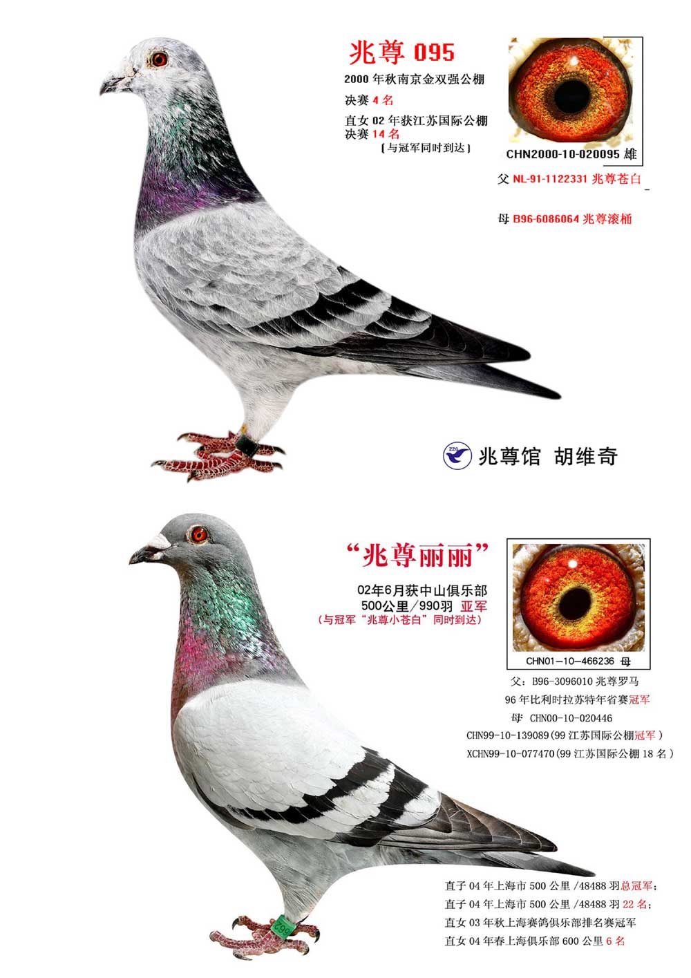 兆尊馆王牌"兆尊宝马妹妹"【兆尊佳丽】