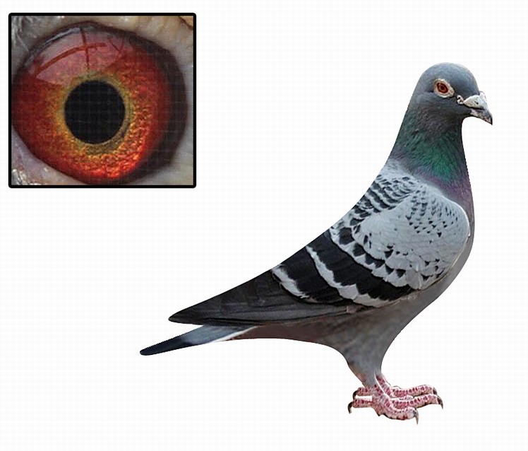 昆明军鸽高原雨点