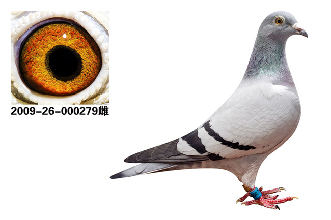 com爱鸽商城_中国信鸽信息网