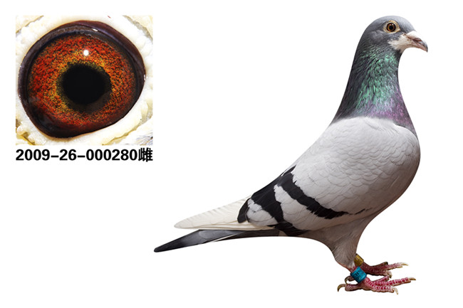 帝卢速霸龙最著名种鸽图片