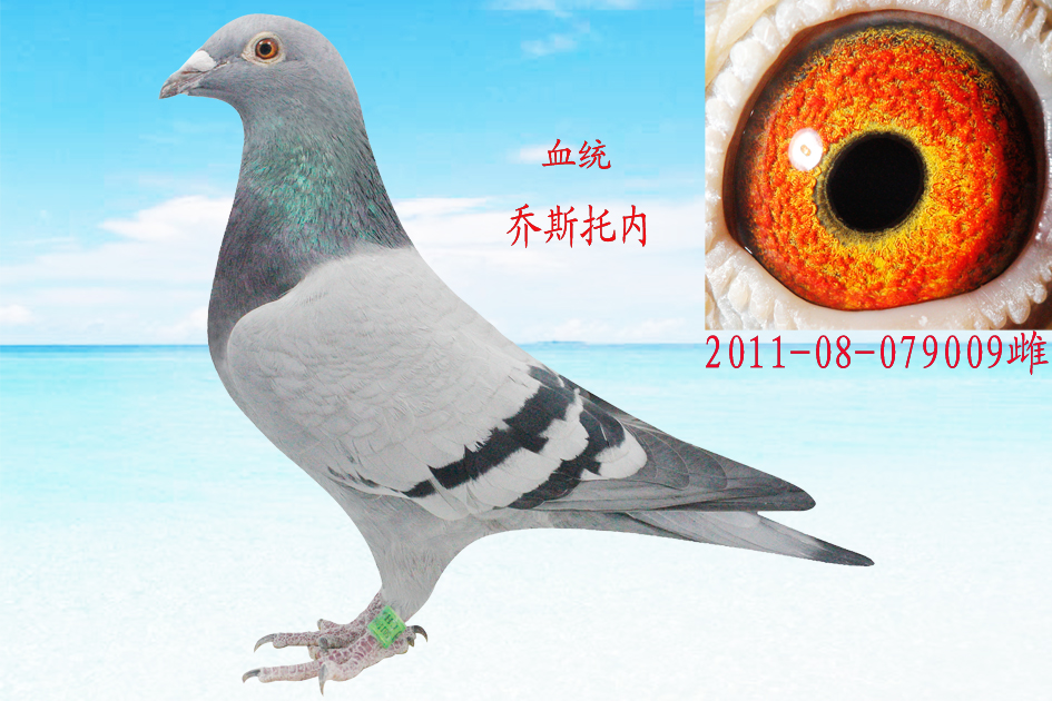 乔斯托内拿破仑金母009[仅供欣赏]_哈尔滨隆祥阁-中信网爱鸽商城