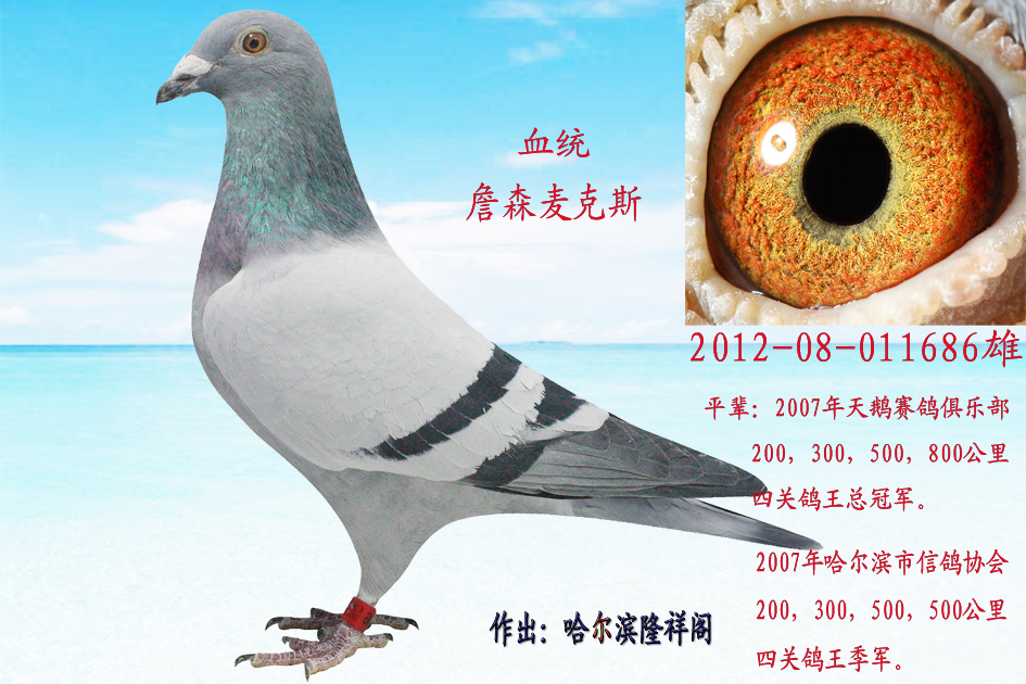 詹森*麦克斯686_哈尔滨隆祥阁-中信网爱鸽商城